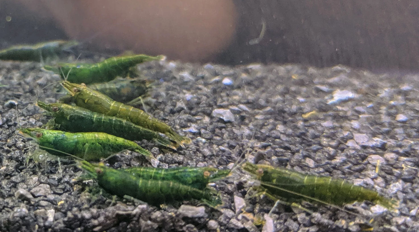 Green Jade Shrimp - Tryonia Farms